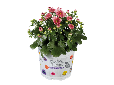 Chrysant