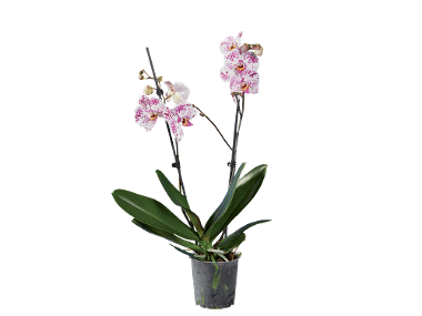 Orchidee 2-taks