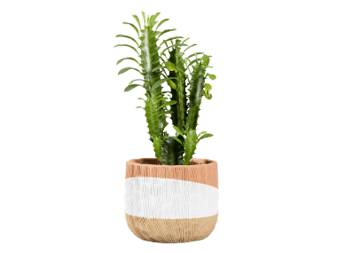 Afrikaanse melkboom