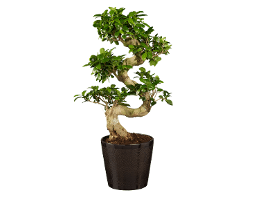 DUMMYMARKE Bonsai in keramiek